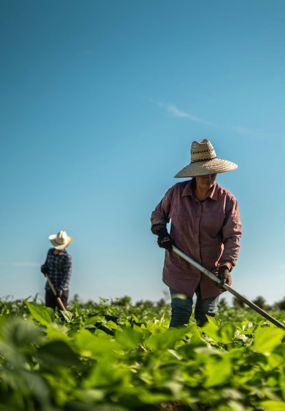 Inserção Comercial e Agronegócio